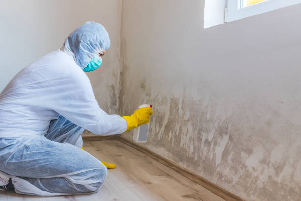 Licensed Mold Remediation service in Franklin, VA - Mold Remediation HQ